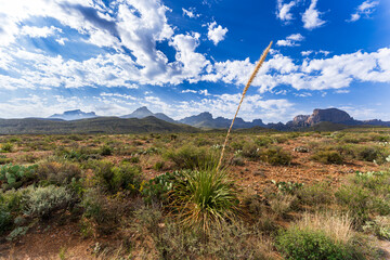 Scenic View at Big Bend Nationalpark, Texas, USA