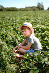 Fototapeta premium Cute little girl picking strawberry in summer on green field. Farming, gardening