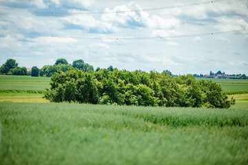 Vast Lush Green Fields with a Majestic Tree Standing Proudly Beneath a Bright Blue Sky