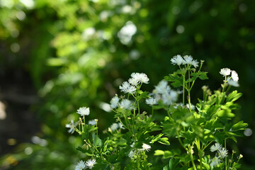 Climbing Mount Amakazari, Niigata, Japan
