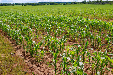 Agricultural field with young fodder corn growing