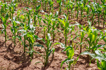 Agricultural field with young fodder corn growing