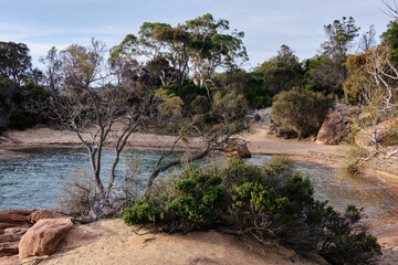 Trees growing out of rocks are testaments to life against all odds - Freycinet Peninsula, Tasmania,...
