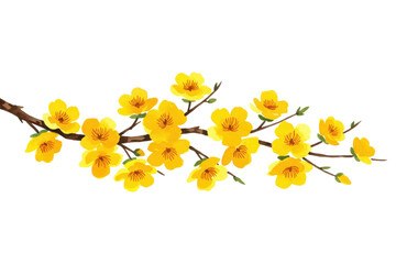 Yellow apricot flowers branch in watercolor illustration, spring flowers on a transparent background