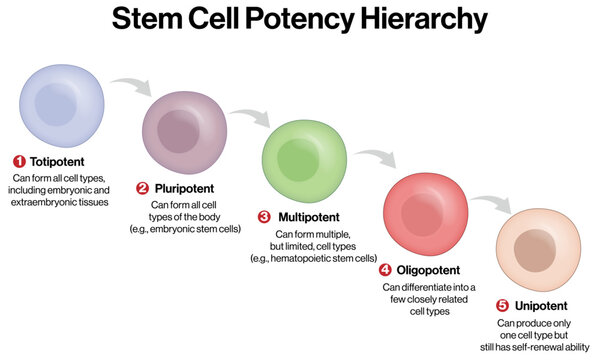 Stem Cell Potency Hierarchy &ndash; Totipotent to Unipotent Stem Cells Vector Illustration
