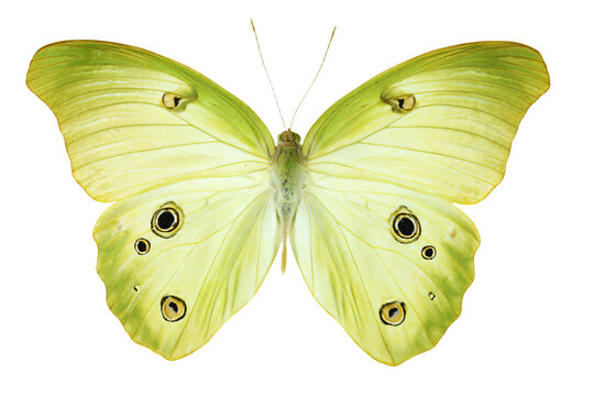 a yellow butterfly with black eyes on a white background