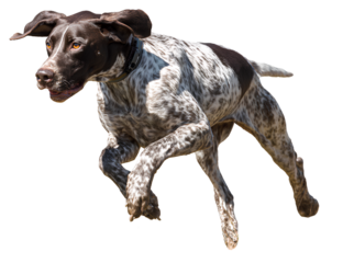 Pointer Mid-Run Across Grass, Motion Blur on Back Legs, Captured from Rear Three-Quarter Angle, Isolated on Transparent Background