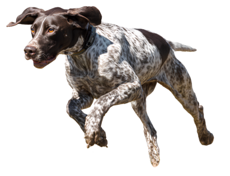 Pointer Mid-Run Across Grass, Motion Blur on Back Legs, Captured from Rear Three-Quarter Angle, Isolated on Transparent Background
