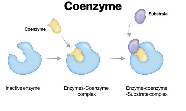 Coenzyme Role in Enzyme Activation &ndash; Enzyme-Coenzyme-Substrate Complex Vector Illustration