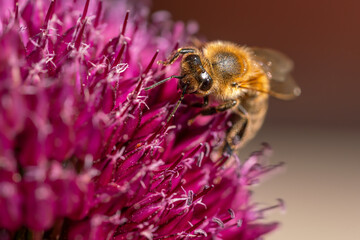 macro shot of a bee insect in a pink allium blossom isolated on blurred background, natural garden...