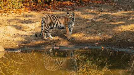 Tiger cub reflections 