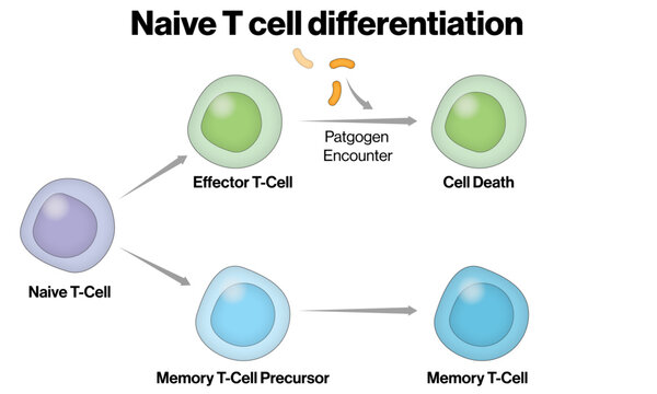 Naive T Cell Differentiation &ndash; Vector Illustration of Adaptive Immune Cell Lineages
