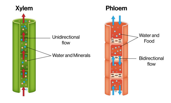 Xylem and Phloem Transport in Plants &ndash; Vector Illustration of Water and Food Flow