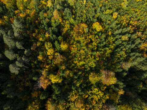 Aerial view of an autumnal forest canopy, a tapestry of emerald green and gold, rustling in the breeze, Schwangau, Bavaria, Germany.