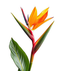 Vibrant bird of paradise flower, close-up