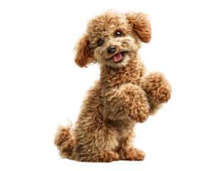 Miniature Poodle Sitting on Hind Legs with Raised Paws, Playful Pose, Angled Front View, Isolated on Transparent Background
