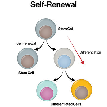 Self-Renewal and Differentiation of Stem Cells &ndash; Vector Illustration of Stem Cell Fate