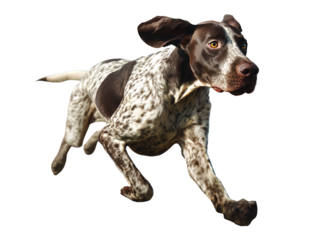 Pointer Mid-Run Across Grass, Motion Blur on Back Legs, Captured from Rear Three-Quarter Angle, Isolated on Transparent Background