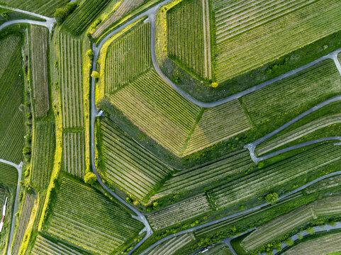Aerial view of verdant vineyards patterned across the landscape like nature's quilt, creating a tapestry of textures and tones, Vogtsburg im Kaiserstuhl, Baden-W&Atilde;&frac14;rttemberg, Germany.