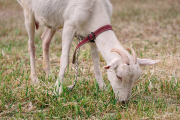 Domestic goat grazing peacefully on lush green grass in a sunny field, embodying tranquility and...