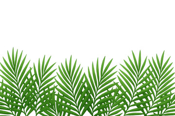 Fototapeta premium Verdant palm fronds forming refreshing green border, suggesting tropical landscape with clean, minimalist background
