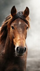 Obraz premium Majestic brown horse looking directly at the viewer in a misty outdoor setting during early morning light