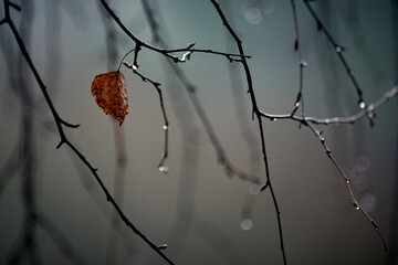 Evening. Raindrops on bare autumn branches. Mood of sadness