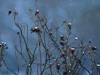 Wild rose hips under snow on a winter evening. Winter mood.