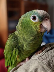 Calm Parrot Rests on Vets Shoulder During a Cozy Consultation in Natural Light
