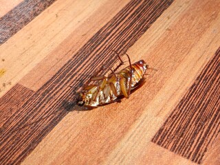 Cockroach upside down on floor. Dead cockroach isolated