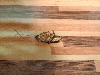 Cockroach upside down on floor. Dead cockroach isolated