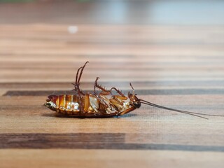 Cockroach upside down on floor. Dead cockroach isolated