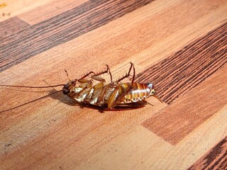 Cockroach upside down on floor. Dead cockroach isolated