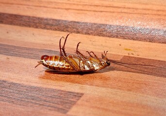 Cockroach upside down on floor. Dead cockroach isolated
