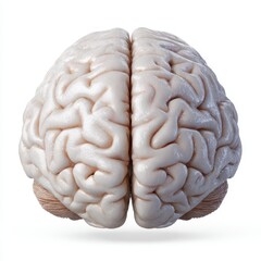 Naklejka premium Detailed top view of a realistic human brain with intricate gyri and sulci isolated on white background