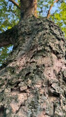 An old tree trunk's textured bark rises towards blurred canopy of green foliage above under blue sky