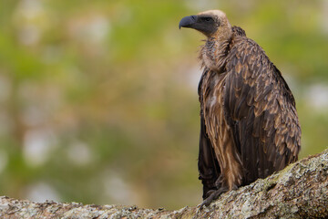 Portrait of a Rüppell's griffon vulture perched on a tree branch, captured in natural daylight with a soft background