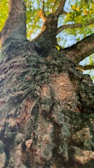 Bark texture displays the rugged beauty of aged trees reaching up toward the sky
