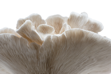 a close up of a mushroom on a white background
