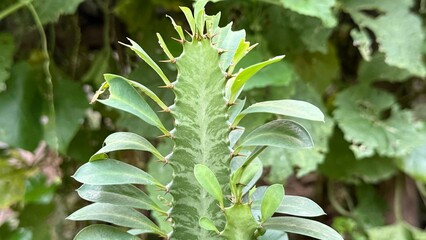 Upclose portrait features spiky Euphorbia plant showcasing its patterned stem and oval leaves...