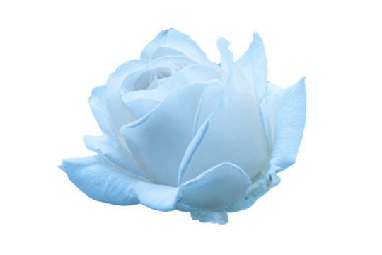 a white rose is shown against a white background