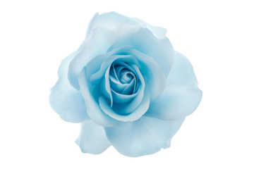a blue rose is shown against a white background