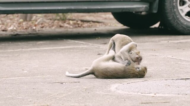 Two wild young monkeys in physical conflict fighting and playing on city road near parked car