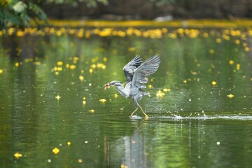 Green egrets forage in nature in Thailand.