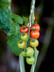 Cherry Tomatoes Ripening on the Vine Outdoors