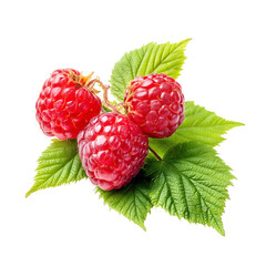 Three vibrant raspberries nestled among lush green leaves on a black background