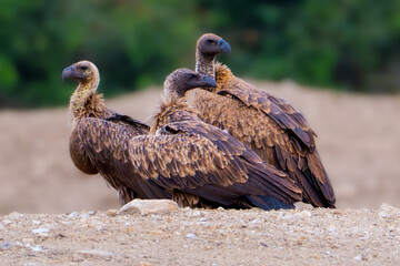 Three Rüppell’s vultures resting on sandy ground, captured in a natural African habitat. Horizontal wildlife composition