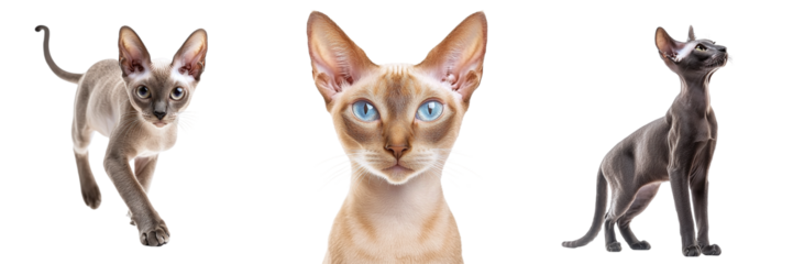 Set of cute Sphynx cats isolated on transparent background PNG
