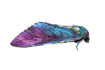 a blue and purple moth on a white background