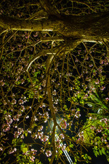 Fototapeta premium Árbol y raíces nocturnas